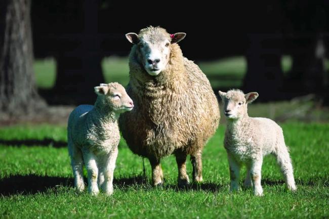 Sheep with twin lambs