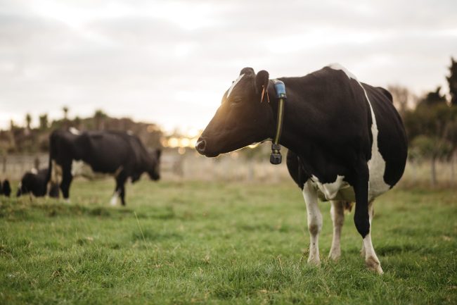 Cow Collars Allflex